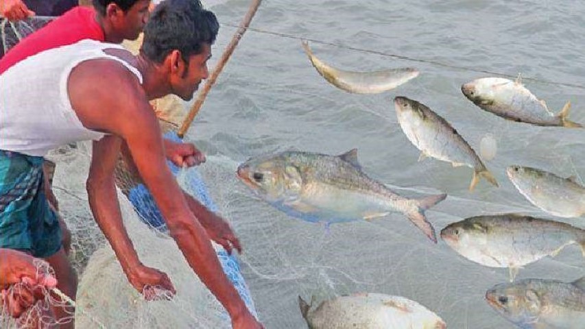 ইলিশ রক্ষায় জাটকা শিকারে ৮ মাসের নিষেধাজ্ঞা শুরু